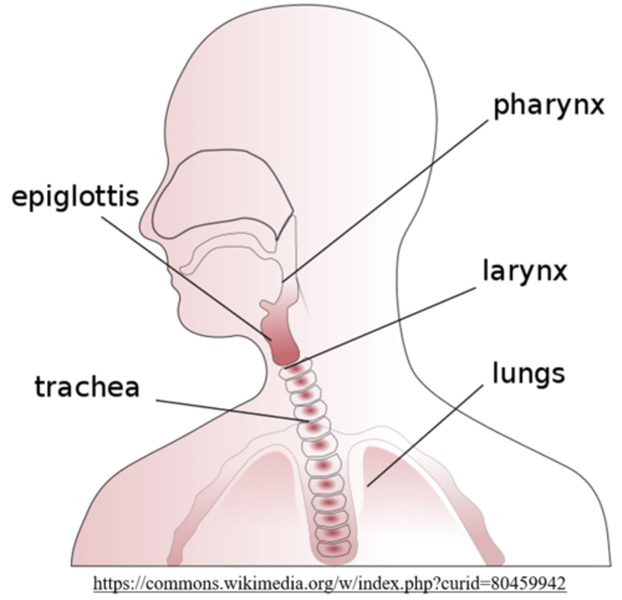 <p>epiglottis</p>