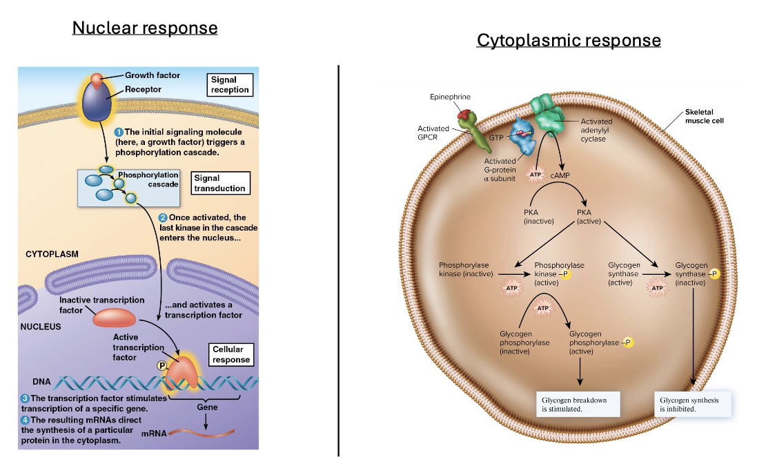 <p>transcription or cytoplasmic activities</p>