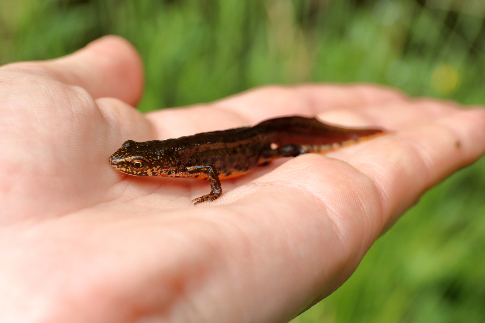 <p>Traszka karpacka</p>