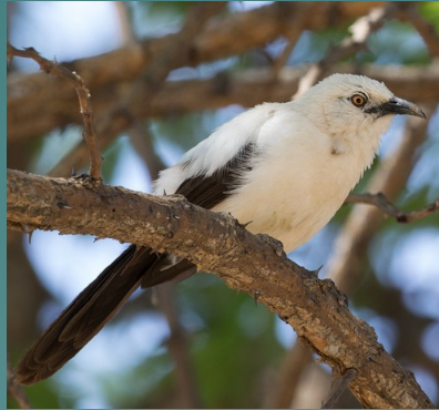 Example: Pied babbler (Turdoides bicolor)

* Lives in groups, young birds leave the group