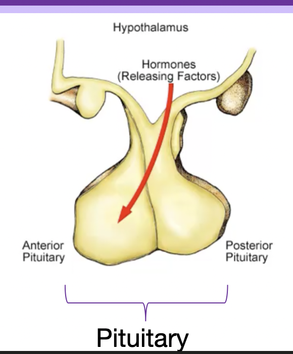 a. epithelial cells 
b. affects breast tissue, thyroid, adrenal, gonad, various tissues
c. hypothalamus to anterior pituitary
d. hypothalamic hypophyseal portal system 