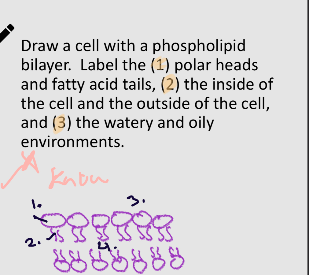 <p>Phospholid bilayer. </p><p>2: </p>