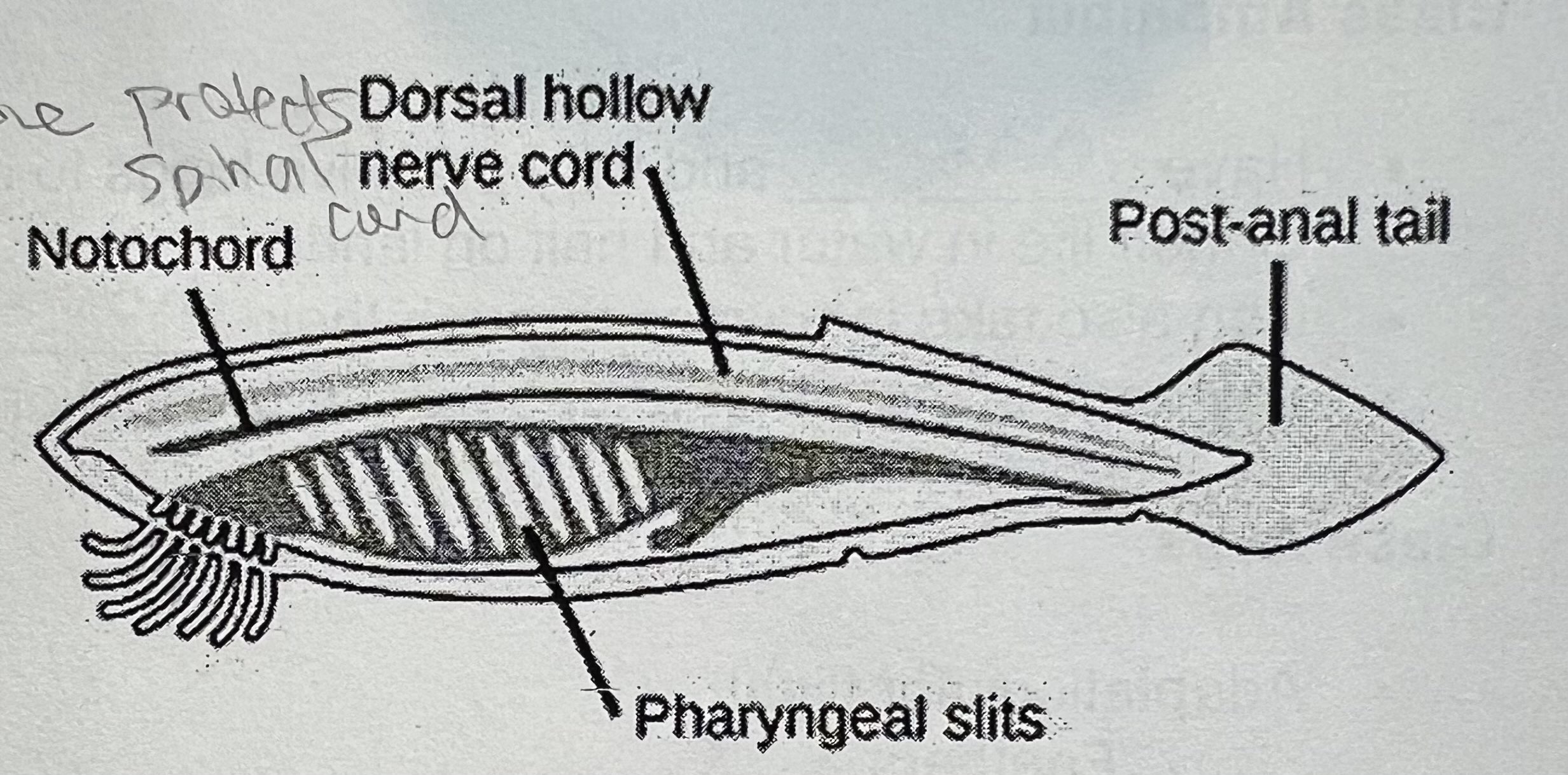 <p>What happens to the notochord in animals with backbones.</p>
