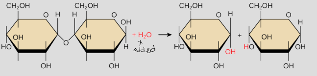 <p>water molecule is added to break apart a polymer. Goes from big to small.</p>