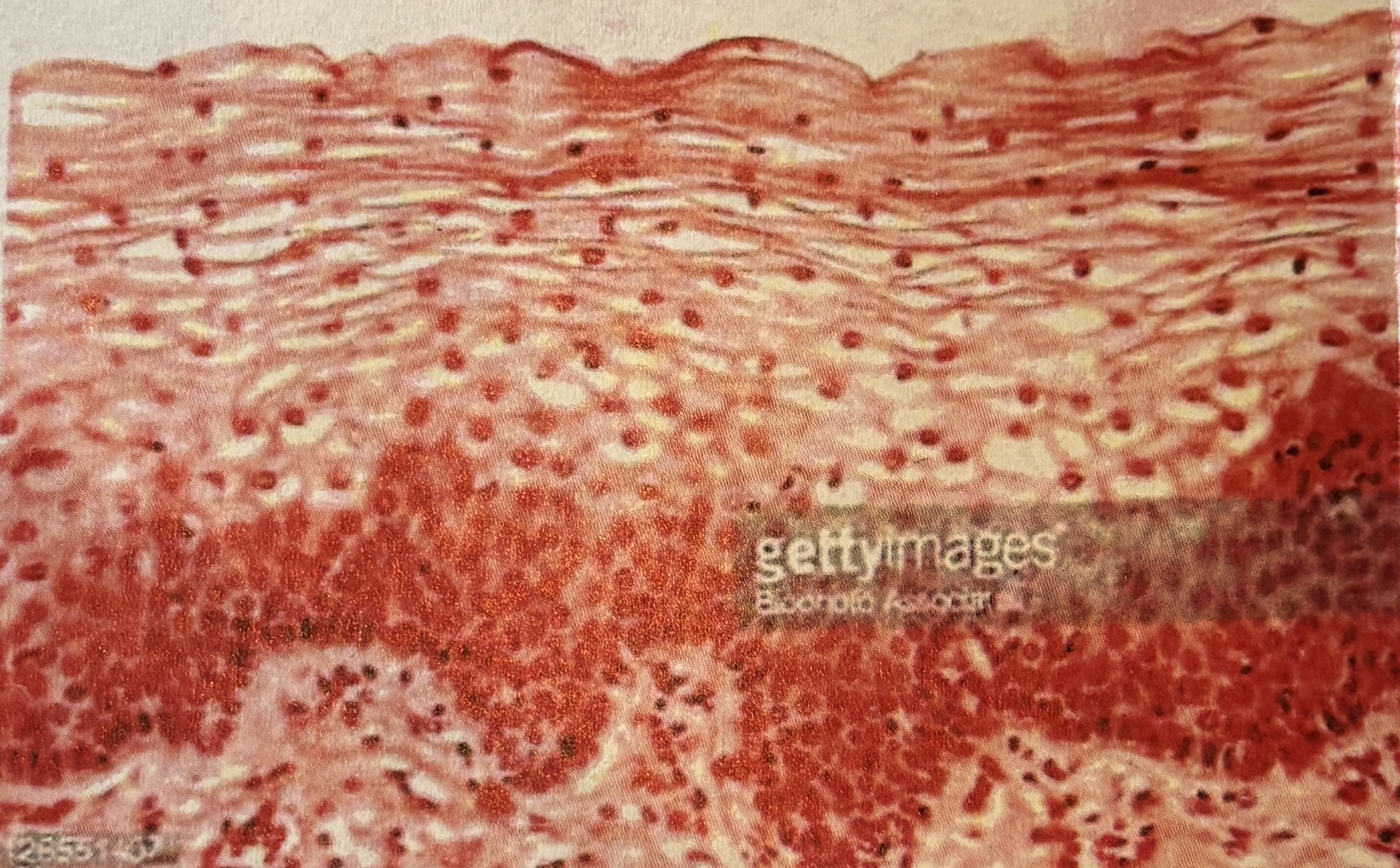 <p>Stratified Squamos-&nbsp;Cell Shape and arrangement</p>
