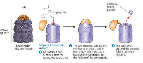 <p>a protein that shield a slow-folding protein ntil it can attain proper three-dimensional structure</p>
