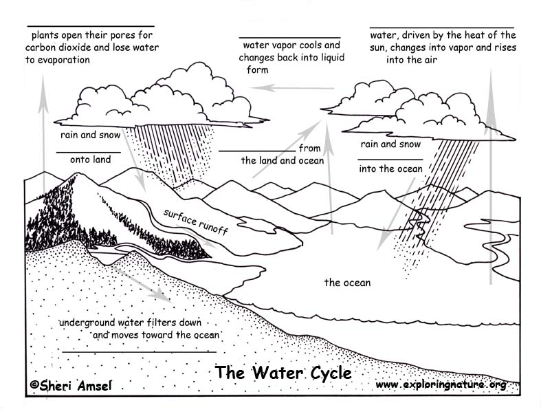 <p>Label the picture below with the following terms: infiltration, precipitation, evaporation, condensation, transpiration and runoff.</p>