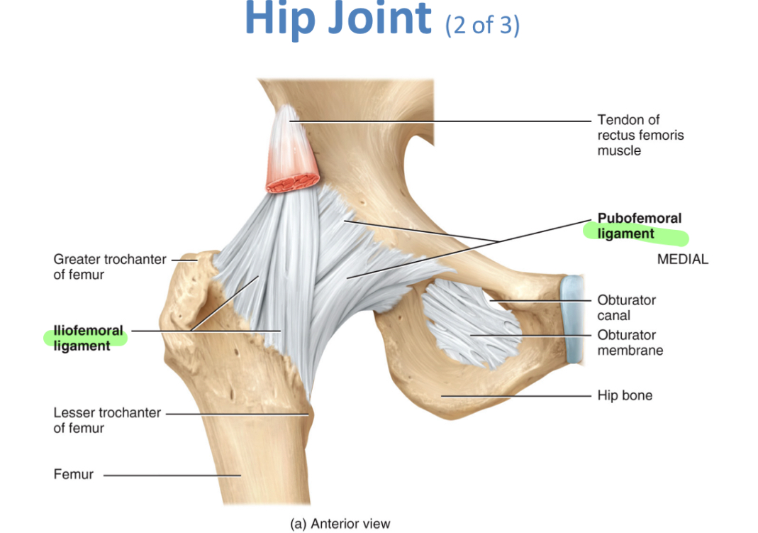 <p>Hip Joint (Ball n socket)</p>