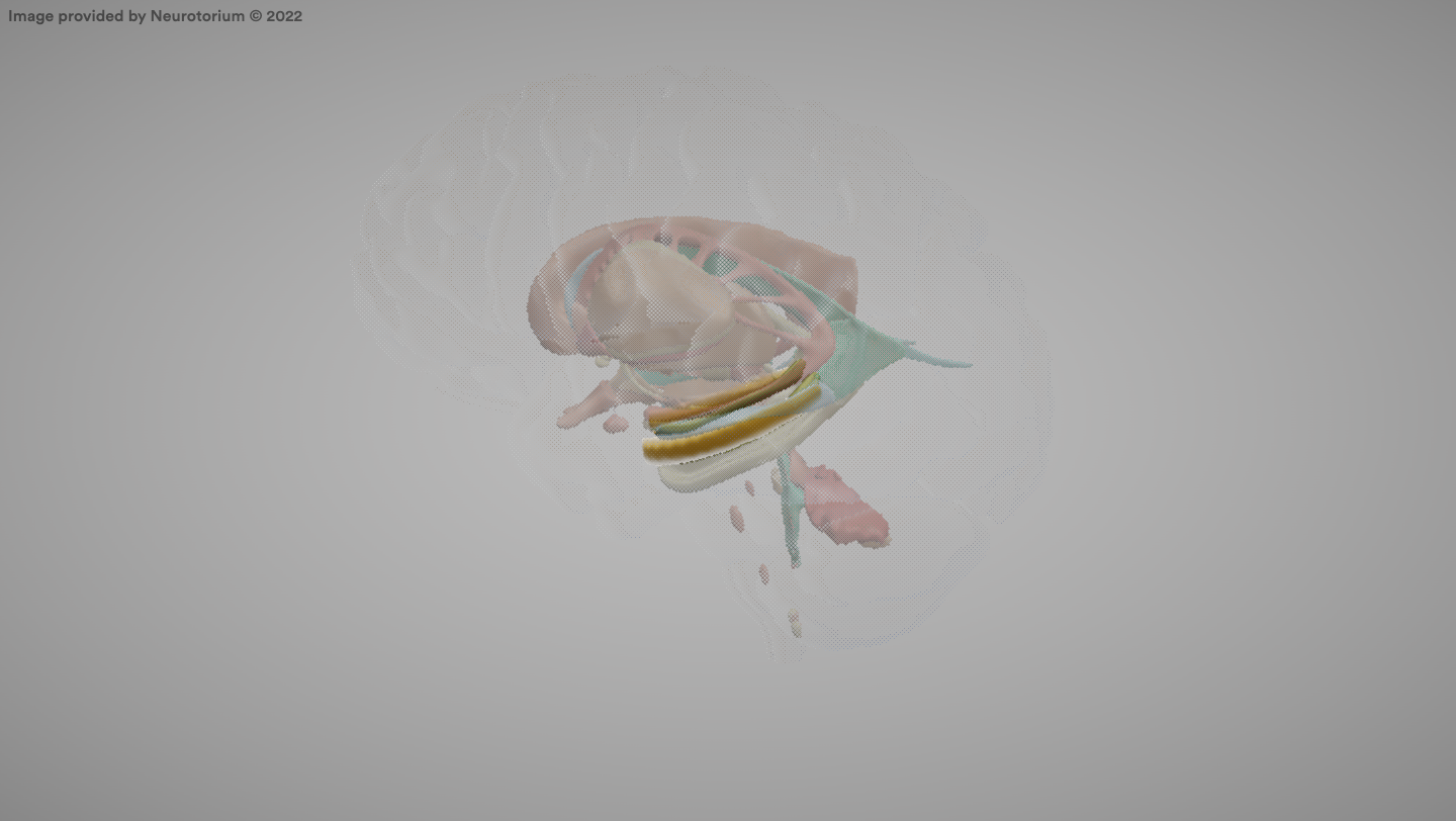 <p>A brain structure involved in the formation of new memories.</p>