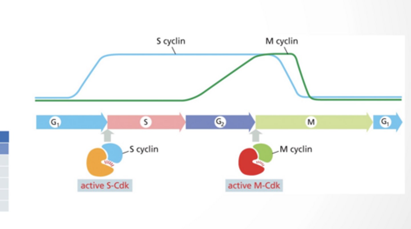 <p>CDKS INiTIATE SPECIFIC STEP IN THE CELL CYCLE</p><p>Cyclin dependent kinase :Regulatory protein, cyclin, must bind to CDK for CDK to become active </p><p>CDKs phosphorylate specific proteins to initiate the next phase </p><p>Amount of CDK changes through cycle</p><p>SPECIFIC CDKS FUNCTION AT EACH PHASE</p><p>G1 cyclin/CDK</p><p>S cyclin/CDK</p><p>M cyclin/CDK</p>
