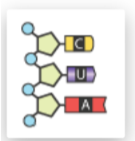 <p><span>Which tRNA anticodon will complement this mRNA codon?</span></p>