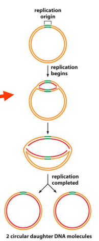<p>Two forks that increase until two new circular genomes are formed</p><p></p>
