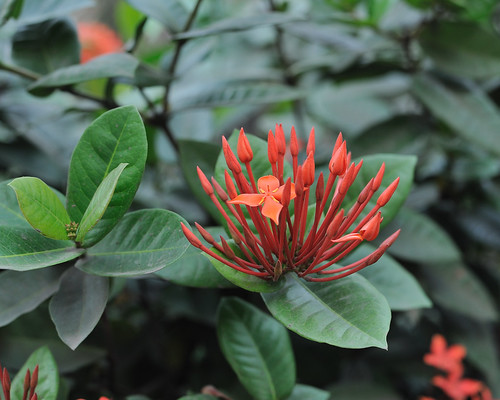 <p>Flame-of-the-Woods, Burning Love, Jungle Flame (Rubiaceae)</p>