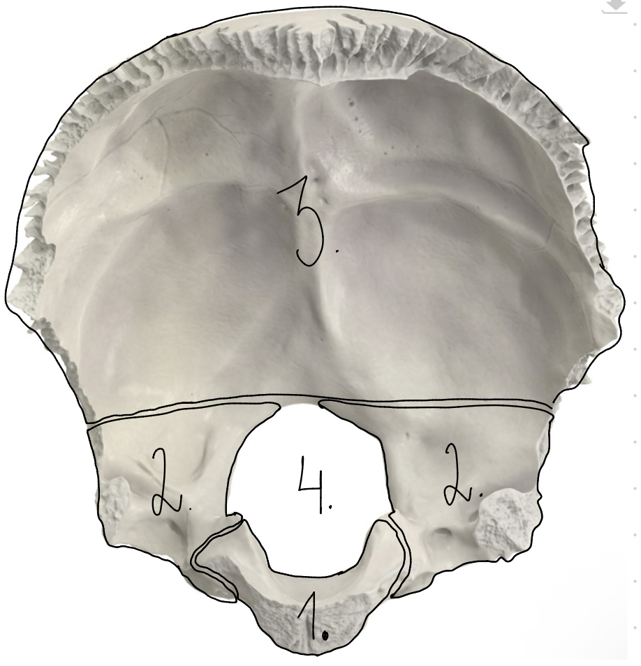 <p>Os occipitale daļas</p>