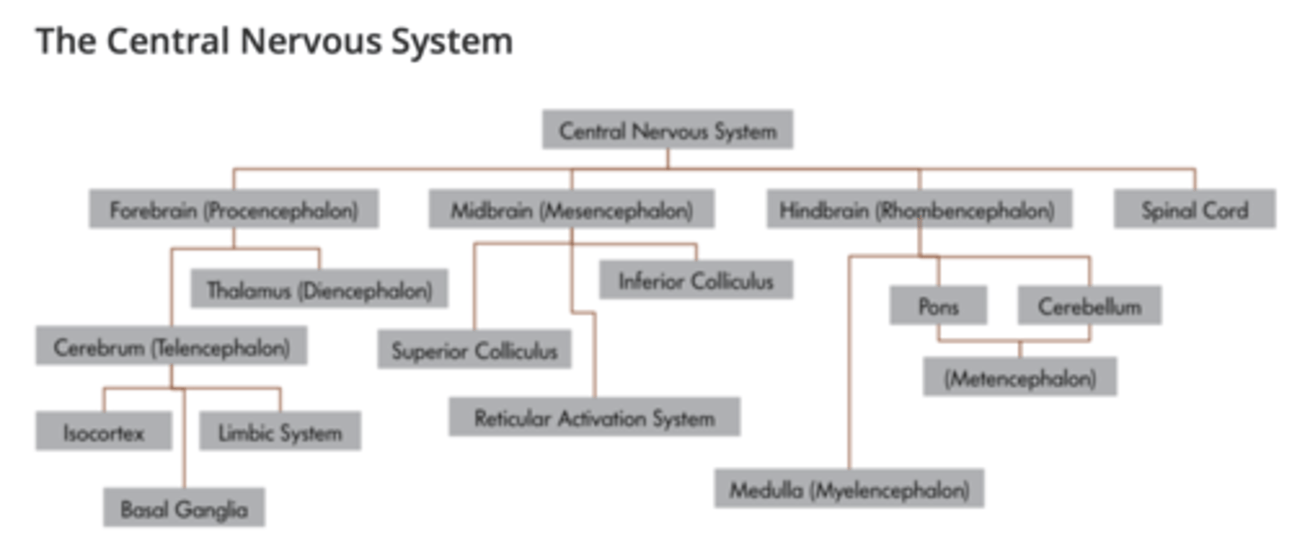 <p>divided into a number of important parts including the spinal cord</p><p>4 main parts: </p><p>1. Forebrain (Procencephalon)</p><p>2. Midbrain (Mesencephalon)</p><p>3. Hindbrain (Rhombencephalon)</p><p>4. Spinal Cord</p>