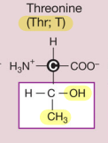 <p>Threonine (Polar but uncharged side chains aka hydrophilic)</p>