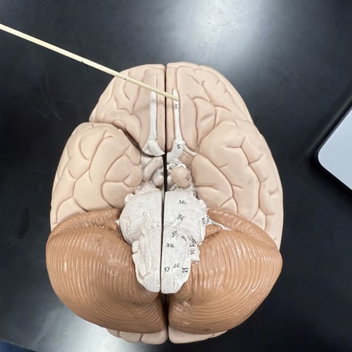 <p>What is this structure?</p>