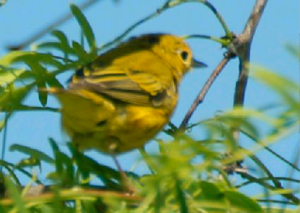 <p>Identify the species shown:&nbsp;</p>