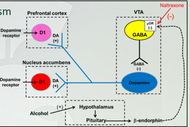 <p>Alcohol dopamine pathway</p>