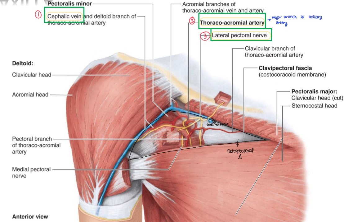 <ol><li><p>Cephalic vein</p></li><li><p>Thoracoacromial artery</p></li><li><p>Lateral pectoral nerve</p></li></ol>
