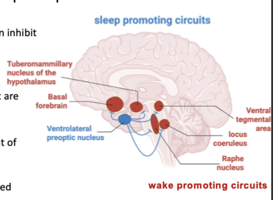 <p>Other pontine wake promoting nuclei like…</p><p>-locus coeruleus (NA)</p><p>-raphe nuclei (5-HT)</p><p>-ventral tegmental area (DA) </p>