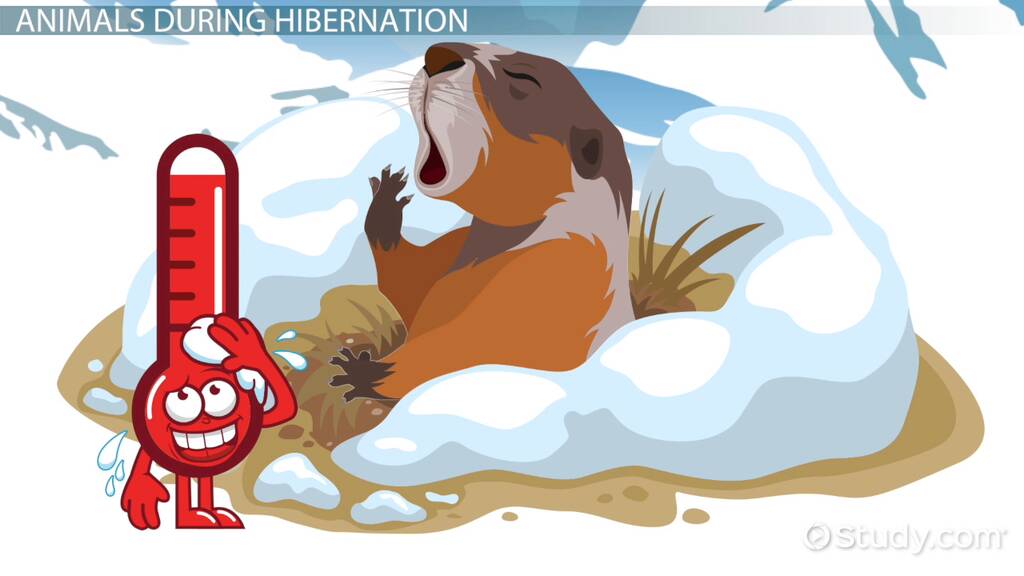 <p>A state that certain animals enter to save energy. Hibernation is characterized by considerable reduction in metabolic activity and lowered body temperatures.</p>