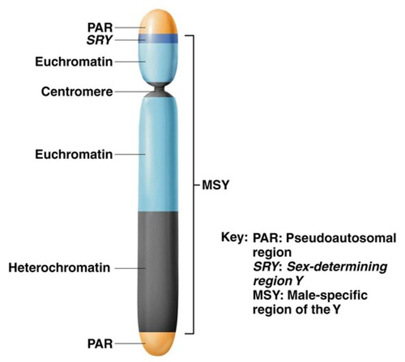 <p>The protein coded by the SRY gene that activates processes causing a fetus to develop testes.</p>