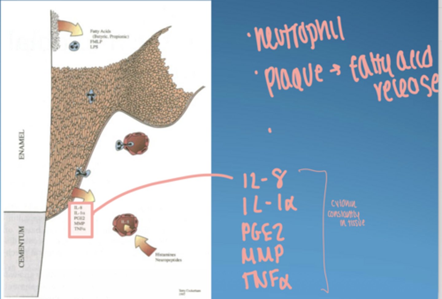 knowt flashcard image