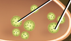 <p>They undergo exocytosis releasing ACh into synaptic cleft</p>