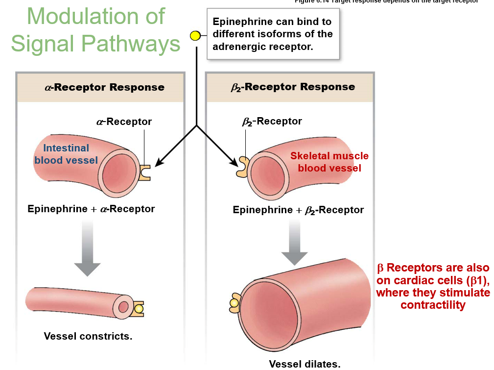 <p><u>one ligand can bind different receptors with different responses</u></p><ul><li><p>epinephrine binds <strong>alpha </strong>receptor in intestine → blood vessel <strong>constricts</strong></p></li><li><p>epinephrine binds <strong>beta2 </strong>receptor in skeletal → blood vessel <strong>dilates</strong></p></li><li><p>epinephrine binds <strong>beta1 </strong>receptor in cardiac → stimulate <strong>contractility</strong></p></li></ul><p><strong>downregulation</strong>: decrease number of receptors</p><p><strong>desensitization</strong>: binding to chemical modifier</p><p><strong>upregulation</strong>: increase number of receptors</p><p><u>ways to terminate signal</u>: transport away, breakdown signal, endocytosis</p>