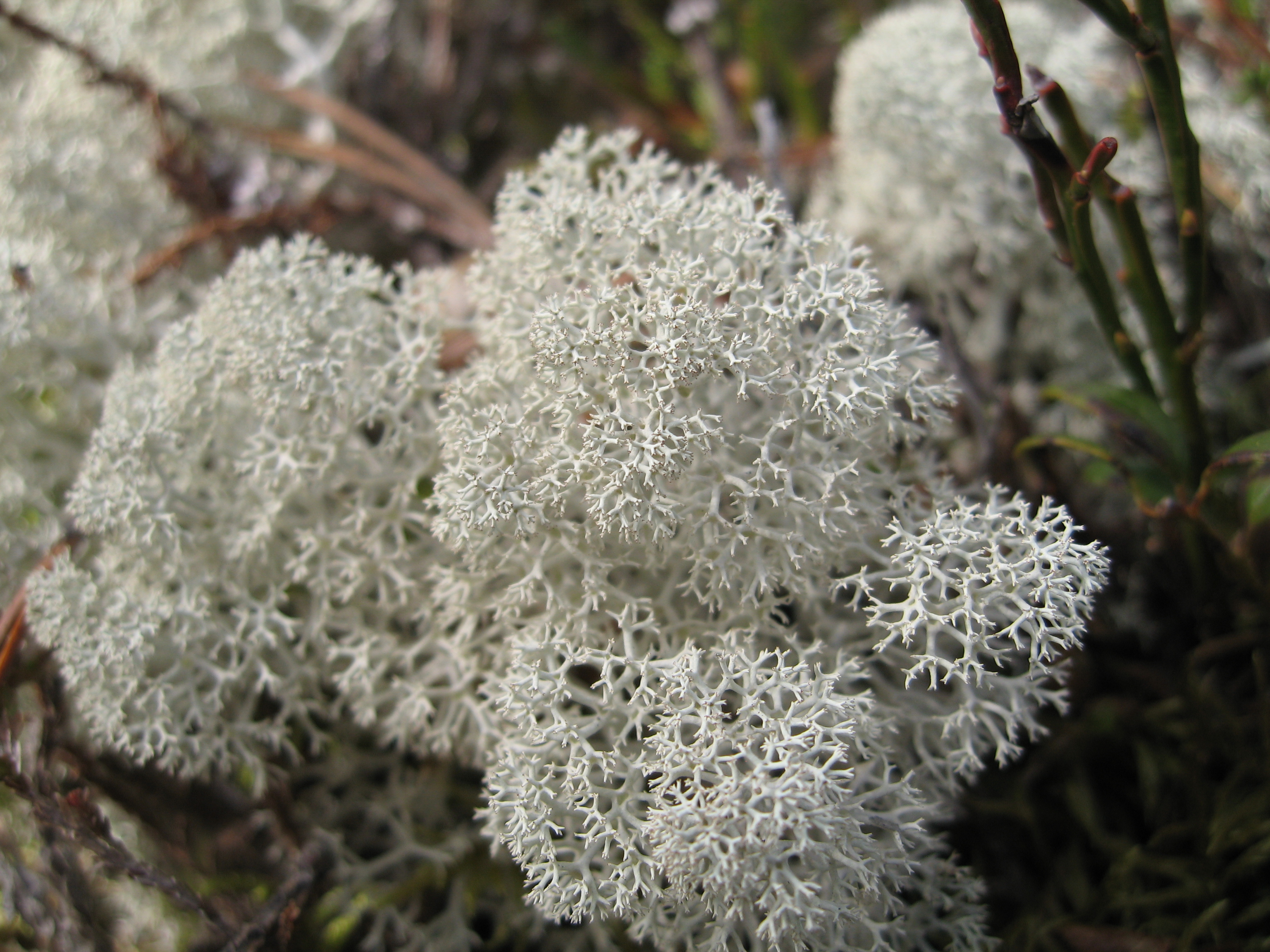 <p>кущисті лишайники (оленячий мох)</p>