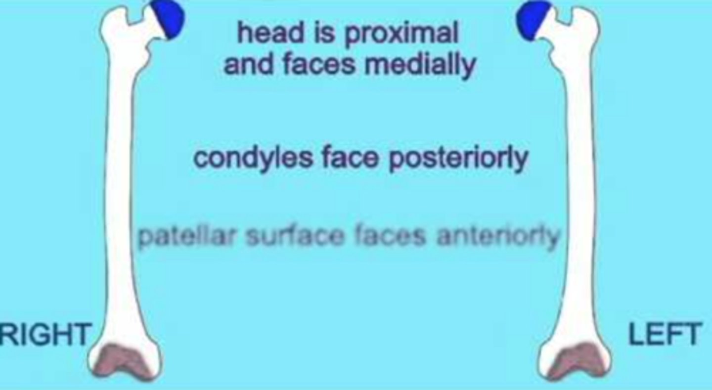 <p>head is medial, bumpy part at the back</p><p>Head : FITS INTO THE ROUND SOCKET OF THE PELVIC BONE</p><p>head Points to left: left femur</p><p>head Points to right: right femur</p>