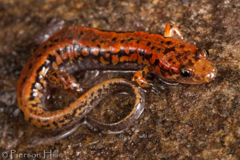<p>Coloration in this species (2.5 to 4.5 inches in length) is highly variable.&nbsp; They have a round tail and a light line from the eye to the angle of the jaw. Some individuals may have a stripe down the back that can vary in color from yellow to orange, red, or brown.</p><p style="text-align: start">This stripe can be irregular or straight. Other individuals may have spotting or flecking on the back instead of a dorsal stripe and others, especially males, maybe dark with little or no patterning. Some individuals may exhibit red legs or cheek patches.</p>