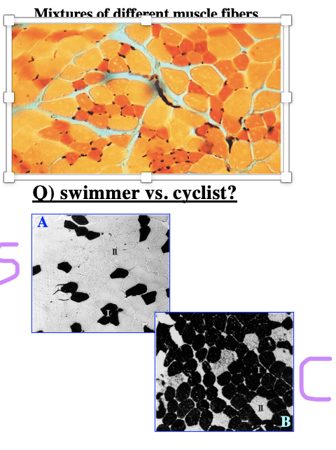 fiber types in vertebrate skeletal muscle 

swimmer vs cyclist