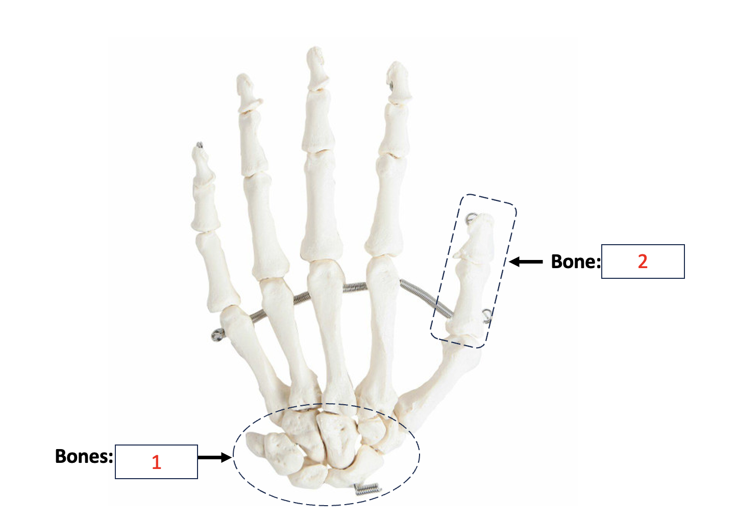<p>Carpals</p>