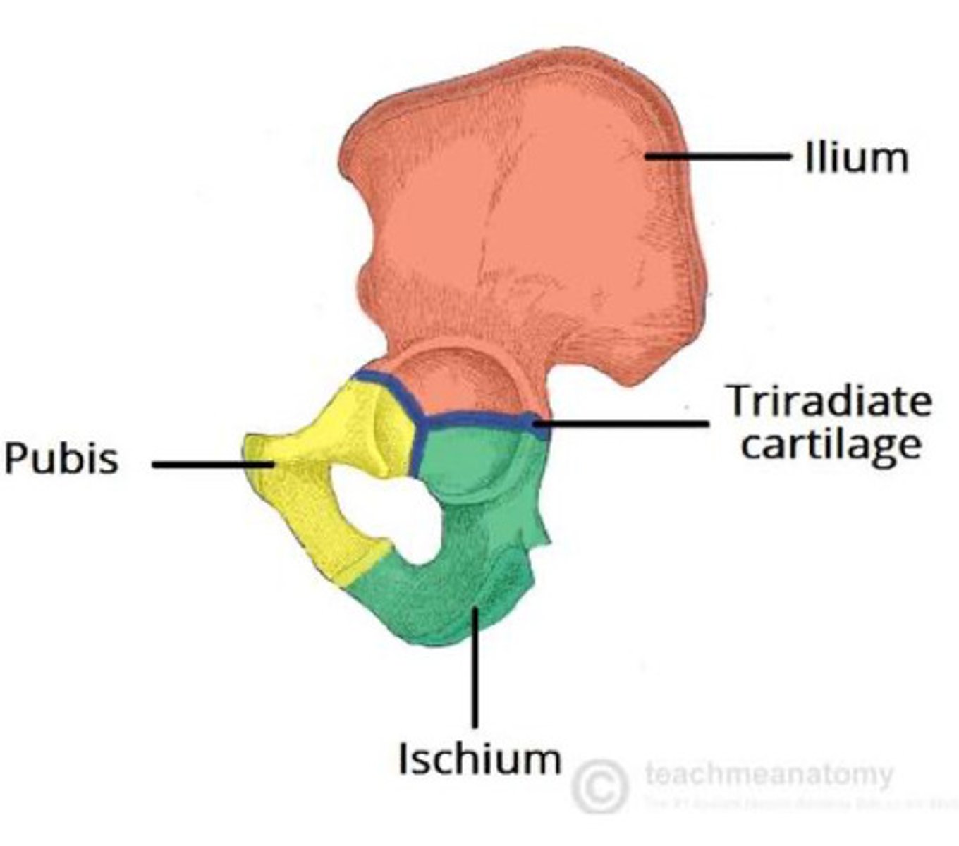 <p>large fused bone forming the pelvis</p><p>- connects to spine and legs</p>