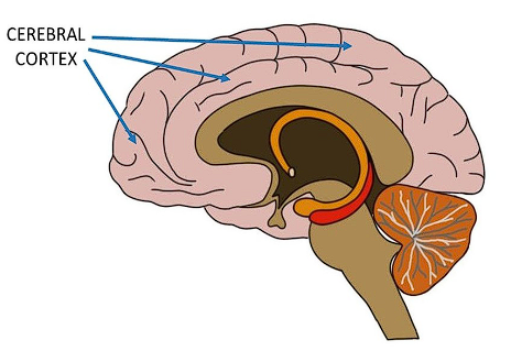 <p>The neo-mammalian brain</p><ul><li><p><span style="font-family: Arial, sans-serif">thin surface layer of interconnected neural cells that acts as our body’s control and information-processing center</span></p><ul><li><p>covers the 2 hemispheres of the brain</p></li></ul></li><li><p><span style="font-family: Arial, sans-serif">enable perceptions, speaking, thinking- more sophisticated, complex activities</span></p></li><li><p><span style="font-family: Arial, sans-serif">20+ billion neurons and over 300 trillion synaptic connections</span></p></li></ul>