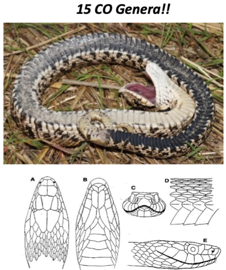 <p>Colubridae - 70% of all snakes</p>