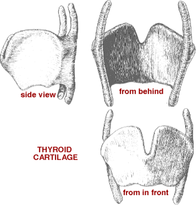 <p>largest; adams apple; attaches vocal folds </p>
