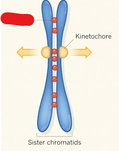 <p>Proteins that keep sister chromatids attached to each other.</p>