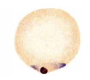 <p>What organism is this?</p>