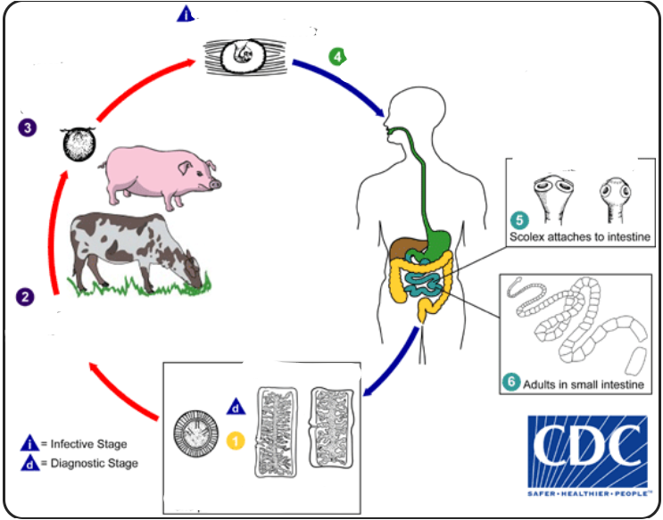 <p>life cycle of?</p>