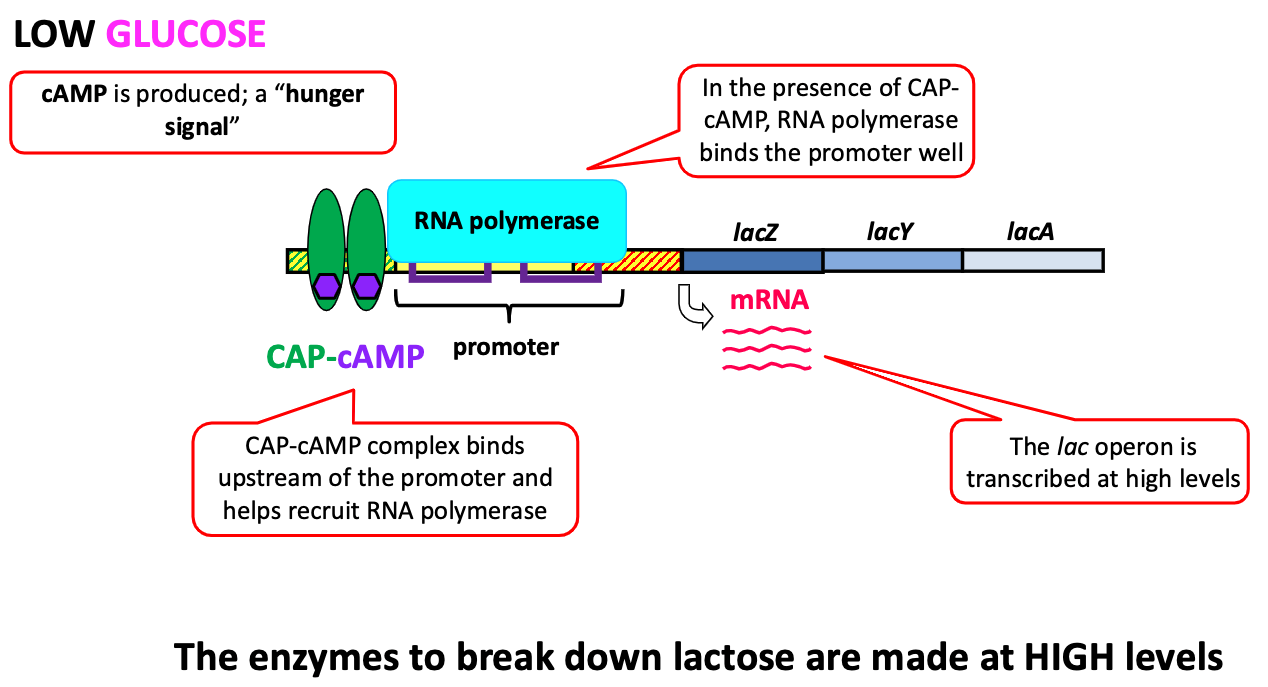 <ul><li><p><span>cAMP is made (a “hunger” signal)</span></p></li><li><p><span>CAP binds cAMP and activates transcription of the lac operon</span></p></li><li><p><span>The enzymes to break down lactose are made at high levels</span></p></li></ul><p></p>