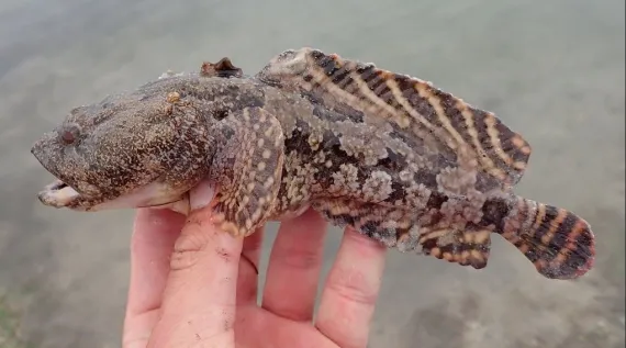 <p>head and body marveled and molted with brown tan, and white</p><p>darkest most solid colored above and toward the front</p><p>dark diagonally barred dorsal fin and anal fins</p><p>pale areas form rosettes toward rear</p>