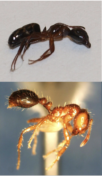 <p>(hymenopterans, family formicidae)</p><p><span>Most important North American species are in the Genus </span><em><span>Camponotus</span></em></p><p><span>Attack living trees; A PROBLEM in wood and insulation</span></p><p><span>Earlywood (Springwood) preference leads to parallel galleries</span></p><p><span>Usually social insects</span></p><p><span>DO NOT EAT WOOD</span></p>