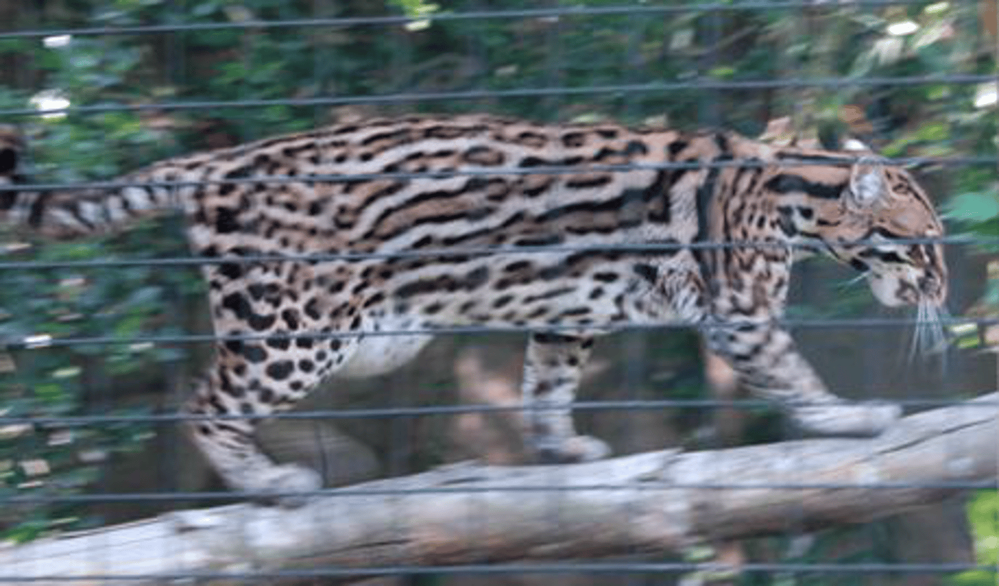 <p>Identify the species shown:</p>