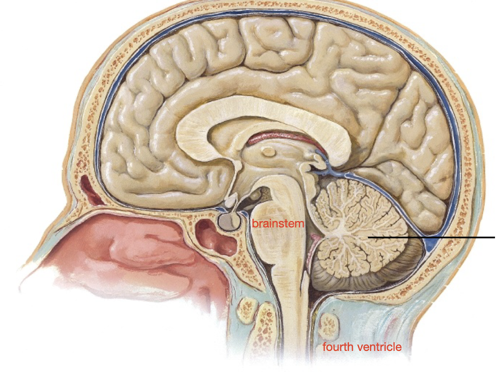 <p>Responsible for subconscious control, smooth, coordinated movement, receives information from cerebral cortex about intended movement, receives information from rest of body, helps maintain posture and equilibrium</p>