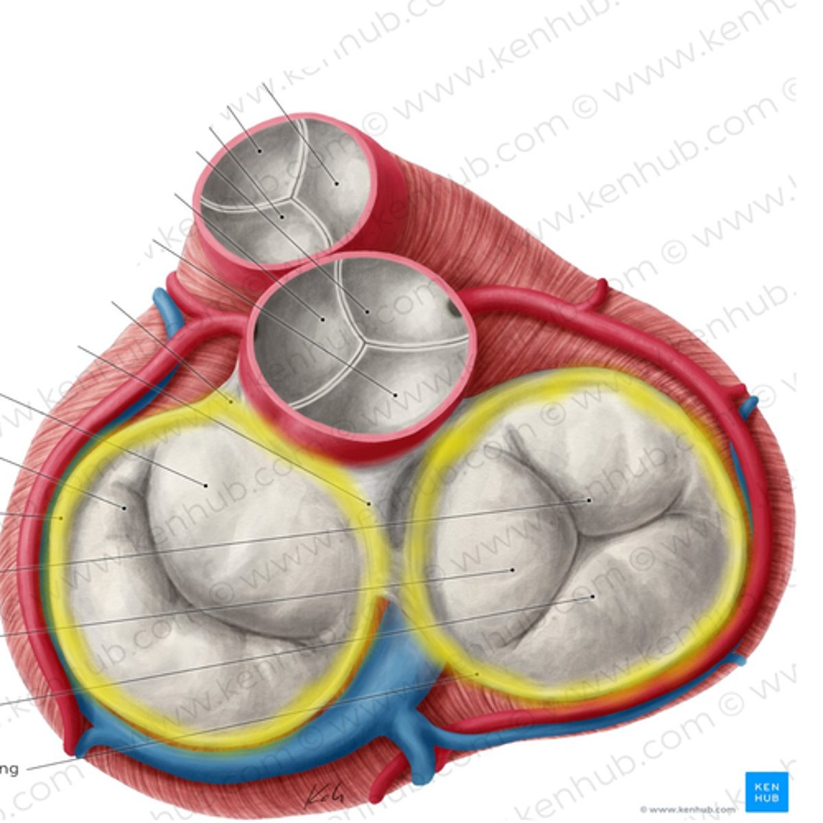 <p>tough set of connected rings that form a semi-rigid framework to which the heart valves and and cardiac muscle are attached</p>