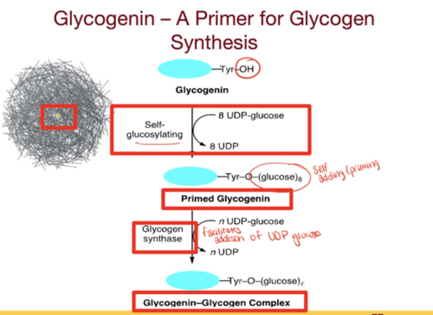 <p>- tyrosine residue with a hydroxyl group that initiates self-glycosylation with UDP-glucose</p><p>- ~8 glucose residues are attached, glycogen synthase recognizes the chain and elongates it</p>