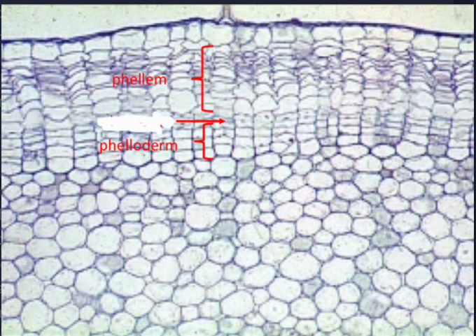 • Mostly arises in the subepidermal or epidermal layer (stem); sometimes in vascular tissues (phloem)<br>• Arises in the pericycle (roots)<br>• meristematic cell layer responsible for the development of the periderm